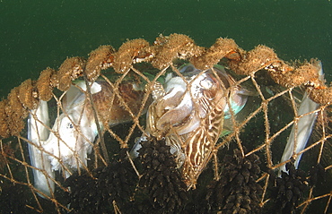 Cuttlefish (Sepia officinalis) Captured in fishing cage. Babbacombe, Torquay, South Devon, UK.   (RR)  