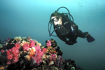 soft coral diver.
Seychelles, Indian Ocean
                       (RR)