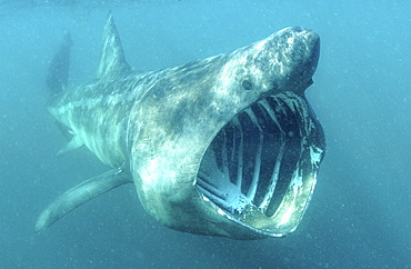 Basking Shark (Cetorhinus Maximus) feeding.
Cornwall, UK, Atlantic Ocean.
   (RR)