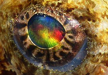 Anglerfish (Lophius Piscatorius). Eye detail.
St Abbs Head, Scotland, UK, North Sea.
