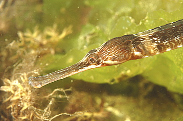 Great Pipefish (Syngnathus Acus) close up. Babbacombe, Torquay, South Devon, UK
   (RR)