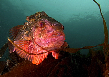 Lumpsucker (Cyclopterus lumpus). Male in breeding colours, swimming amongst seaweed.
Babbacombe, Torquay, South Devon, UK.
