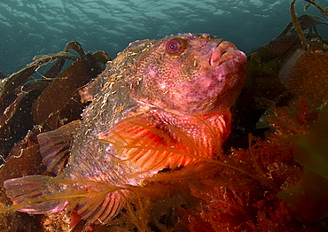 Lumpsucker (Cyclopterus lumpus). Male in breeding colours, swimming amongst seaweed.
Babbacombe, Torquay, South Devon, UK.
