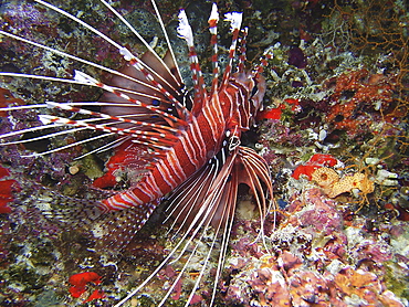 Spotfin Lionfish (Pterois antennata). 
Location unknown

Restricted resolution (please contact us)   (RR)