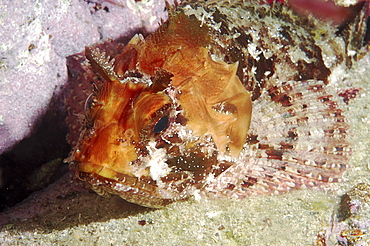 Scorpionfish (Scorpaena scrofa).
Sardinia, Italy
   (RR)