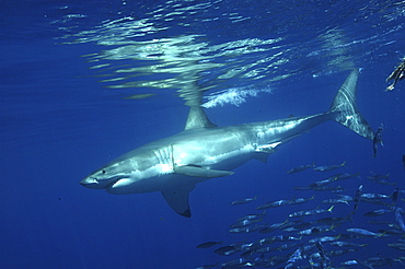 Great White Shark (Carcharodon Carcharias) swimming with shoal of fish.
Isla Guadalupe, Mexico.
   (RR)