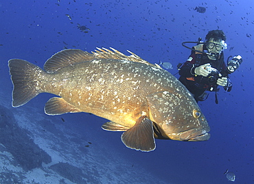 Dusky Grouper (Epinephelus marginatus) with Diver. 
Sardinia, Italy

Restricted resolution (Please contact us).   (RR)