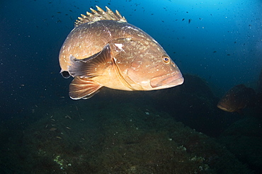 Dusky Grouper (Epinephelus marginatus).
Sardinia, Italy
