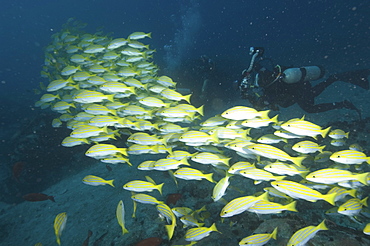 Bengal Snapper (Lutjanus bengalensis) Diver swimming with shoal.
Seychelles
   (RR)