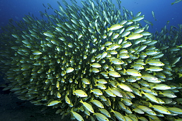 Bengal Snapper (Lutjanus bengalensis) Shoal.
Seychelles
   (RR)