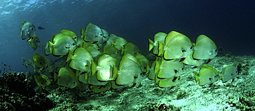 Circular Spadefish/Batfish (Platax orbicularis) Shoal. Barracuda Point, Sipadan Island, Borneo, Malaysia.   (RR)