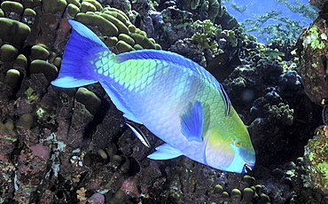 Parrotfish (Scarus sp.).
Mabul, Sipadan, Borneo, Malaysia, Indo-Pacific.
   (RR)