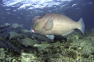 
Bumphead Parrotfish (Bolbometopon muricatum) Shoal.
Sipadan Island, Borneo, Malaysia
Restricted resolution (Please contact us)   (RR)