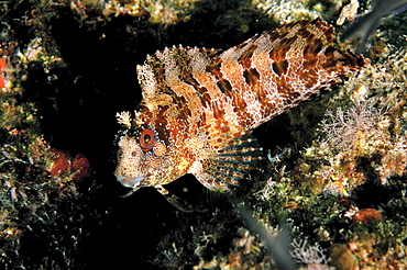 Tompot blenny (Blennius gattorugine).
Ireland
         (RR)