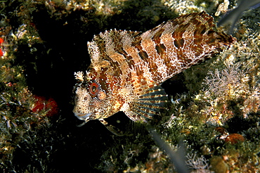 Tompot blenny (Blennius gattorugine) close up.
Babbacombe, Torquay, South Devon, UK

Restricted Resolution (please contact us)   (RR)