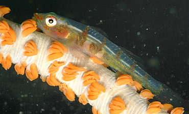 Whip Coral Goby (Bryaninops yongei). 
Mabul, Sipadan, Borneo, Malaysia, Indo-Pacific
   (RR)