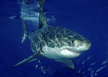 Great White Shark (Carcharodon Carcharias) swimming with shoal of fish.
Isla Guadalupe, Mexico.
