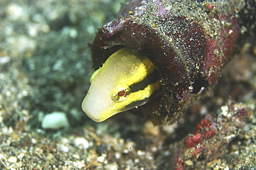 Fish (Species unknown).
Sulawesi, Indonesia
   (RR)