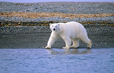 Polar Bear (Ursus Maritimus) walking along a pebbled beach. L¬gØya, Svalbard.