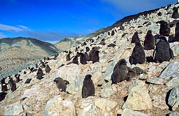 Huge colony of AdÃ©lie Penguin chicks (Pygoscelis adeliae) waiting for their parents to return and feed them. Paulet Island, Weddell Sea