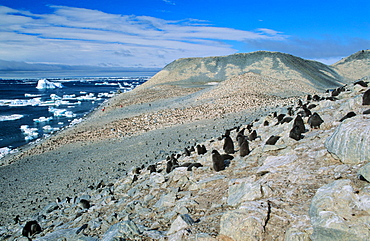 Huge colony of AdÃ©lie Penguin chicks (Pygoscelis adeliae) waiting for their parents to retrun and feed them. Paulet Island, Weddell Sea