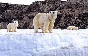 Polar Bear (Ursus Maritimus) mother with two cubs standing on an ice terrace. WilhelmØya, Svalbard.