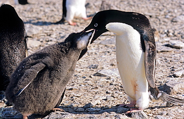 Adult AdÃ©lie Penguin (Pygoscelis adeliae) feeding its chick with krill. Paulet Island, Weddell Sea