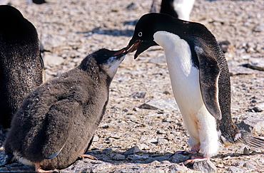 Adult AdÃ©lie Penguin (Pygoscelis adeliae) feeding its chick with krill. Paulet Island, Weddell Sea