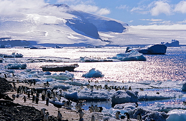 Huge colony of AdÃ©lie Penguins (Pygoscelis adeliae) shuttling food from the sea to the hungry chicks ashore. Paulet Island, Weddell Sea