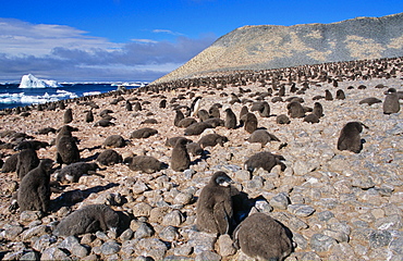 Huge colony of AdÃ©lie Penguin chicks (Pygoscelis adeliae) waiting for their parents to retrun and feed them. Paulet Island, Weddell Sea