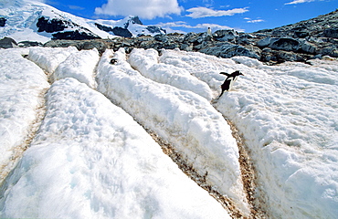 Penguin pathways melted into the snow . Cuverville Island, Antarctica