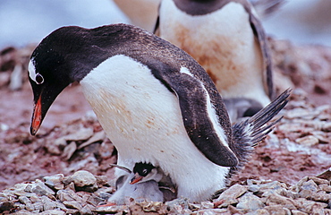 Adult Gentoo Penguin (Pygoscelis papua) with chick sitting on a nest. The chick is flapping its wings. Neko Harbour, Antarctica