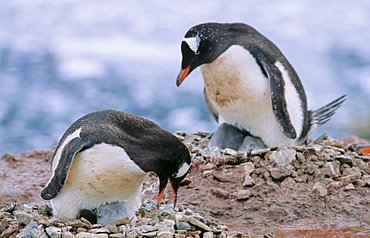 Two adult Gentoo Penguins (Pygoscelis papua) sitting both on their nests with chicks. Neko Harbour, Antarctica