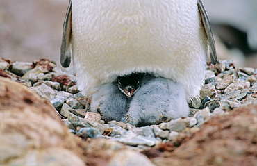 Gentoo Penguin (Pygoscelis papua) chick kept warm and safe while sitting in nest with one of its parents. Neko Harbour, Antarctica