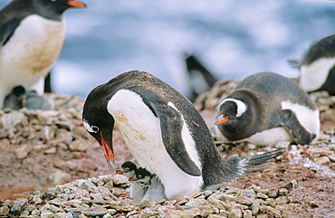 Gentoo Penguin (Pygoscelis papua) colony - some still lying on their eggs, others already have their chicks. Neko Harbour, Antarctica