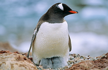 Gentoo Penguin (Pygoscelis papua) chicks kept warm and safe while sitting in nest with one of its parents. Neko Harbour, Antarctica