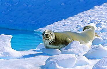 Crabeater Seal (Lobodon carcinophaga) lying and resting on ice. PlÃ©neau Island, Antarctica