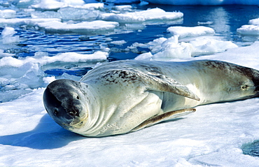 Leopard Seal (Hydruga leptonyx) lying and resting on ice. PlÃ©neau Island, Antarctica