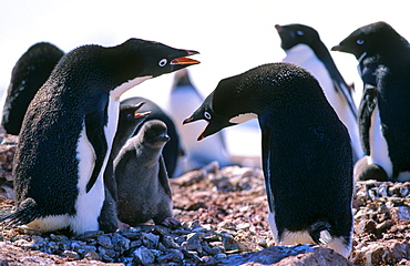 AdÃ©lie Penguin (Pygoscelis adeliae) parents communicating with both of their hungry chicks. Petermann Island, Antarctica