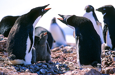 AdÃ©lie Penguin (Pygoscelis adeliae) parents communicating with both of their hungry chicks. Petermann Island, Antarctica