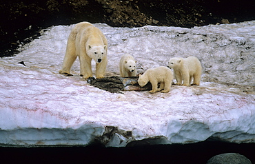 Polar Bear (Ursus Maritimus) mother with three cubs feeding on the remains of a walrus skin. WilhelmØya, Svalbard.