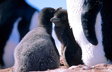 Two AdÃ©lie Penguin (Pygoscelis adeliae) chicks enjoying childhood guarded by one of their parents. Petermann Island, Antarctica