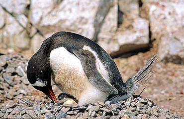 Adult Gentoo Penguin (Pygoscelis papua) checking on its chick while sitting on nest. Cuverville Island, Antarctica