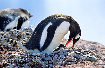 Adult Gentoo Penguin (Pygoscelis papua) checking on its chick while sitting on nest. Cuverville Island, Antarctica