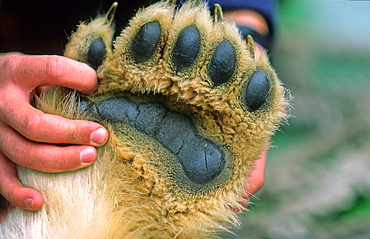 Paw with claws of a young Polar Bear (Ursus Maritimus). Hinlopenstreet, Svalbard.