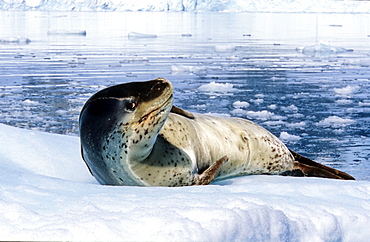 Leopard Seal (Hydruga leptonyx) lying on ice and raising its head. Paradise Harbour, Antarctica