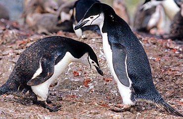 Two displaying Chinstrap Penguins (Pygoscelis antarcticus). Livingston Island, Antarctica