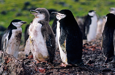 Adult Chinstrap Penguin (Pygoscelis antarcticus) with almost grown up chick. Livingston Island, Antarctica