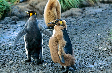 Walking adult King Penguin (Aptenodytes patagonicus) accompanied by a chick . Salisbury Plain, South Georgia, Subantarctic