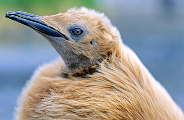 King Penguin (Aptenodytes patagonicus) chick in moult. Salisbury Plain, South Georgia, Subantarctic